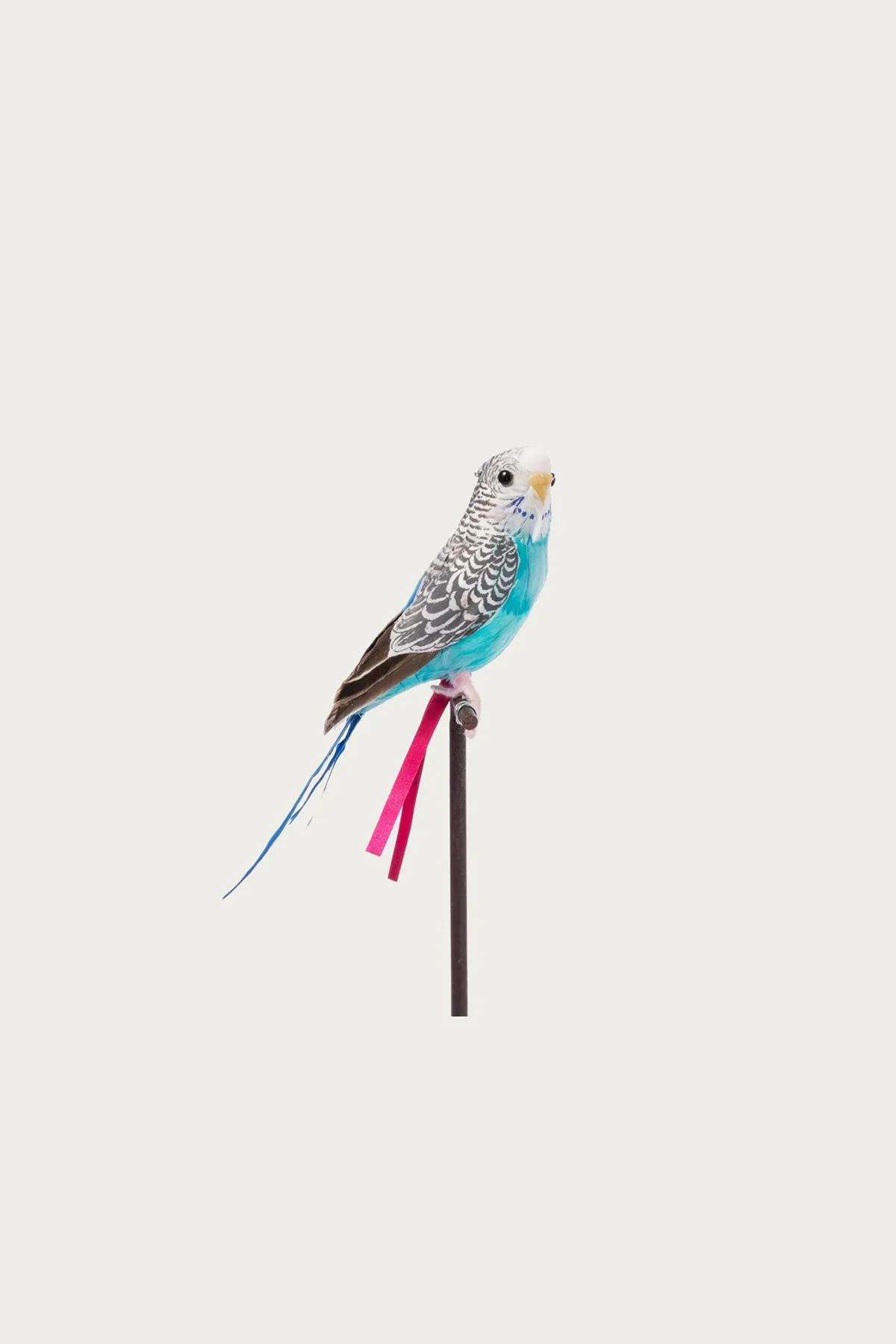 Budgie - Blue