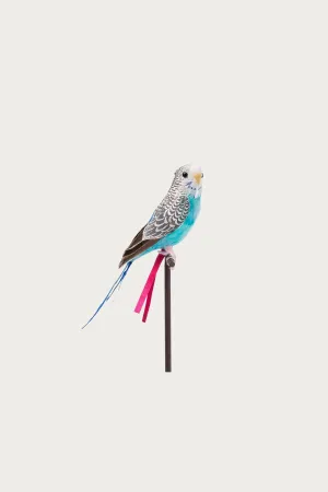 Budgie - Blue