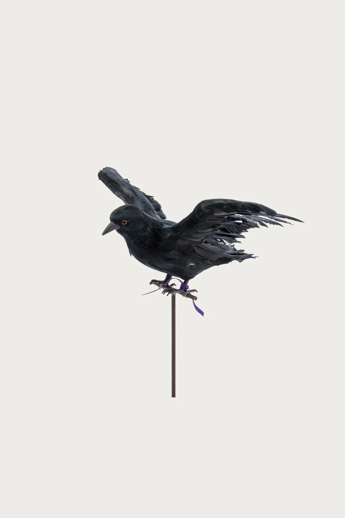 Flying Crow