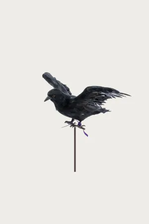 Flying Crow