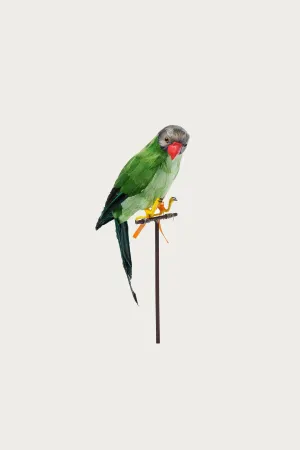 Green Parrot