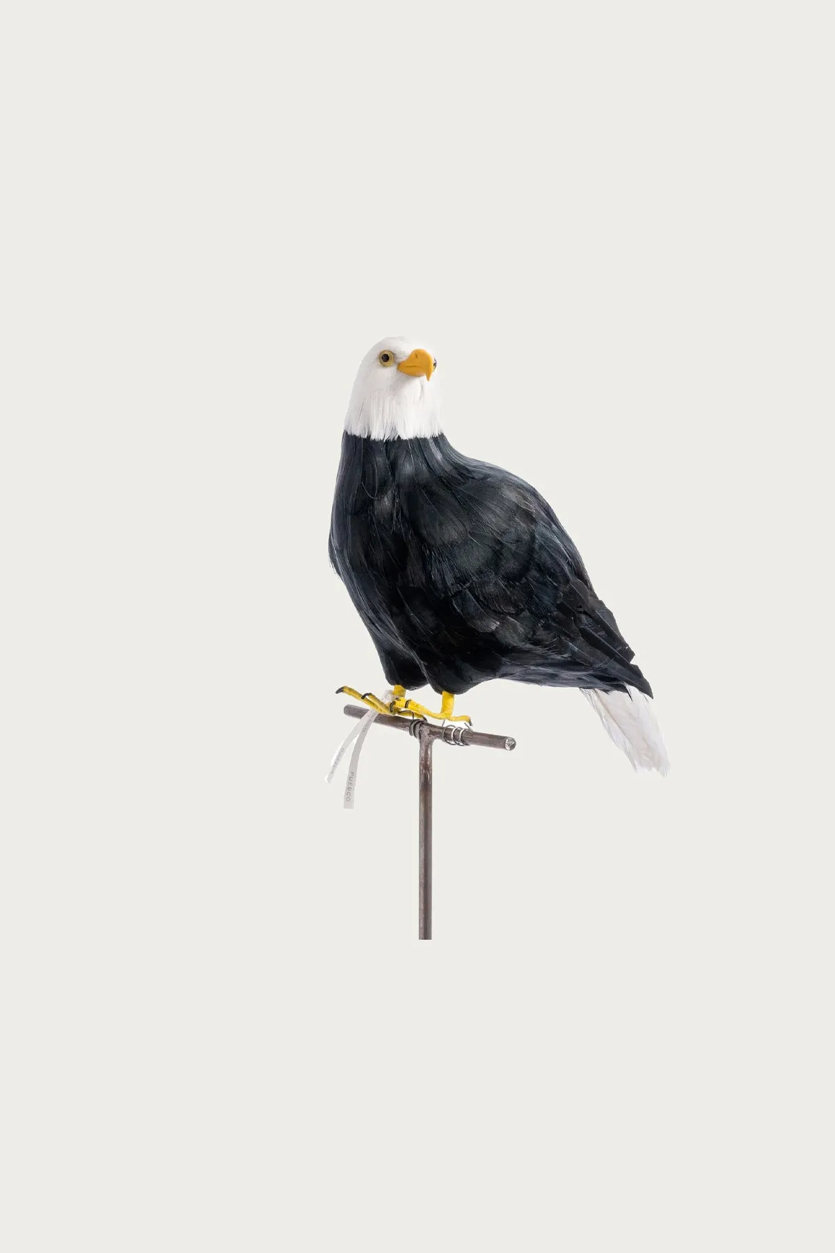 Large Eagle