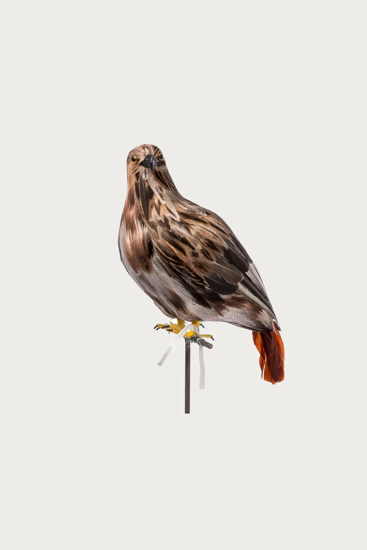 Large Hawk