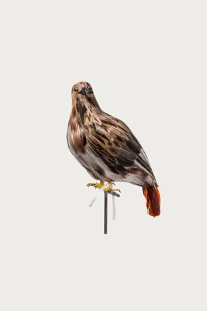 Large Hawk