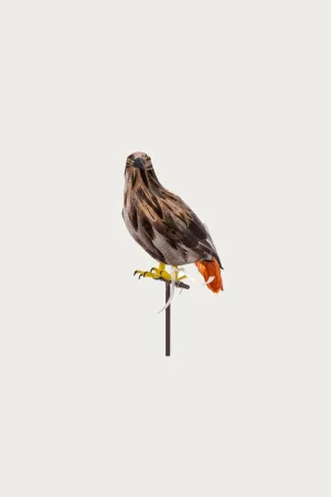 Small Hawk